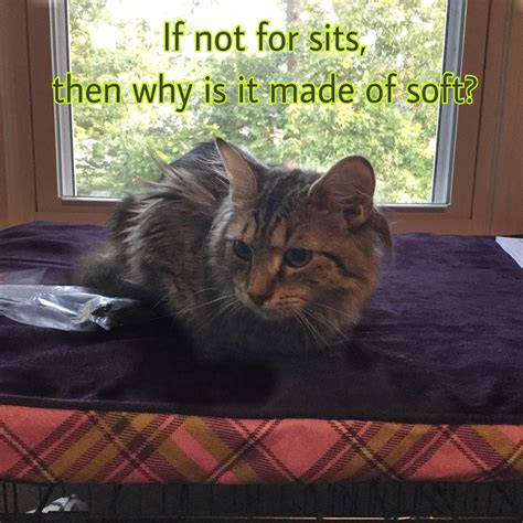 Then Why Is It So Cozy If It Fits I Sits Know Your Meme