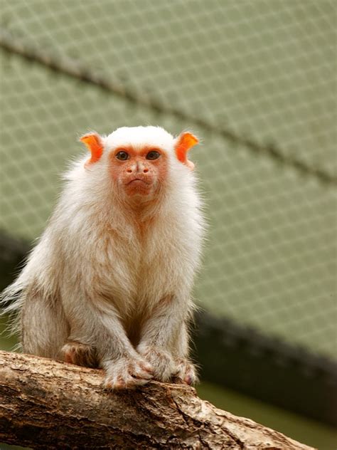 动物 猴 哺乳动物 Pixabay上的免费照片 Pixabay