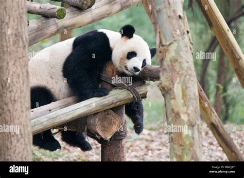 Giant Panda Breeding And Research Center Chengdu China Stock Photo
