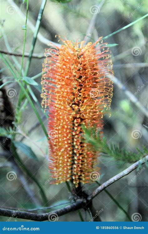 Coastal Banksia Ericifolia Flower In Bloom Stock Photo Image Of