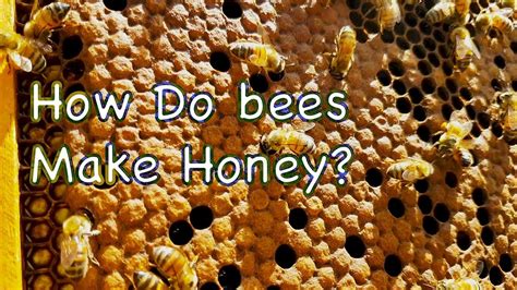 How Do Bees Make Honey Youtube