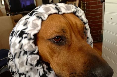 Diy Fleece Dog Snood Dog Snood Dog Crafts Dog Clothes