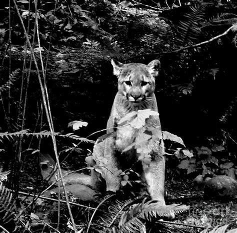 Cougar In The Northwest Trek Wildlife Park Photograph By Tatyana Searcy