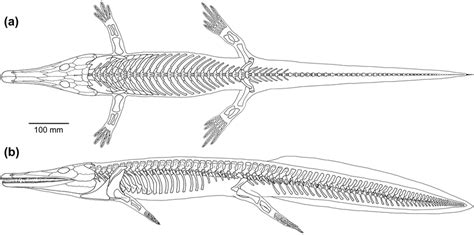 The temnospondyls, like this archegosaurus decheni, were amongst the first tetrapods to escape the aquatic environment. Skeletal reconstruction with body outline of an adult specimen of... | Download Scientific Diagram