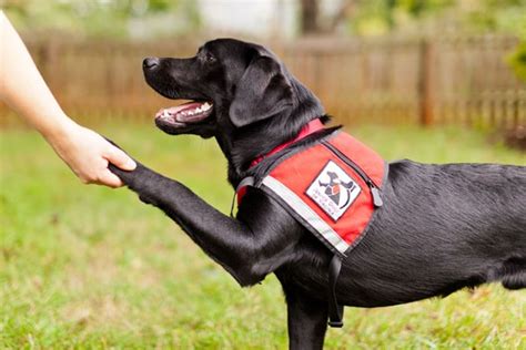 In short, a seizure alert dog is. Service Dog Training - Service Dog Certifications