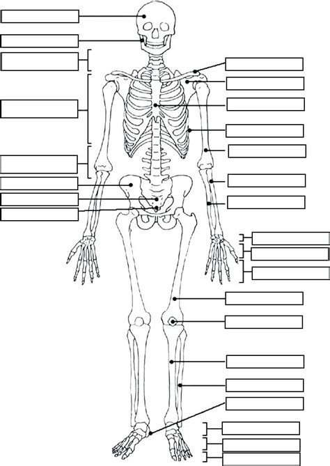 Muscular System Coloring Pages At Free