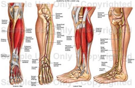 The quadriceps muscles are the large muscles that make up the front of the thighs. ...Something like this...: Lower Leg Anatomy