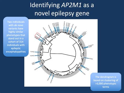Deciphering The Phenotypic Code Ap2m1 In Epileptic Encephalopathies