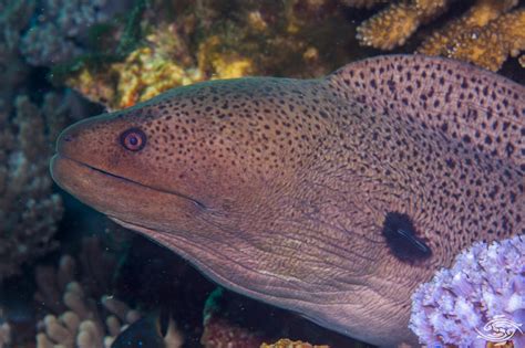 Giant Moray Eel Facts And Photographs Seaunseen
