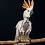The Heartbreaking World Of Captive Exotic Birds