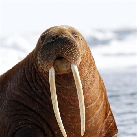 Tusk Walross Walrus Ivory Unlocks Clues Surrounding Extinction Of