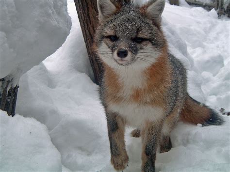 It has mostly gray fur with a white underbelly, black markings and a red tinge around the neck. Grey Foxes - Fox Wood Wildlife Rescue