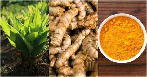 How To Grow Turmeric 10 Brilliant Ways To Use It