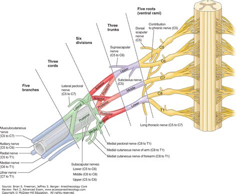 Peripheral Nerve Blocks Upper Limb Read Online Dbms Book By Korth
