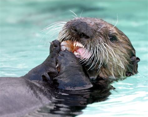 Celebrating Sea Otter Awareness Week