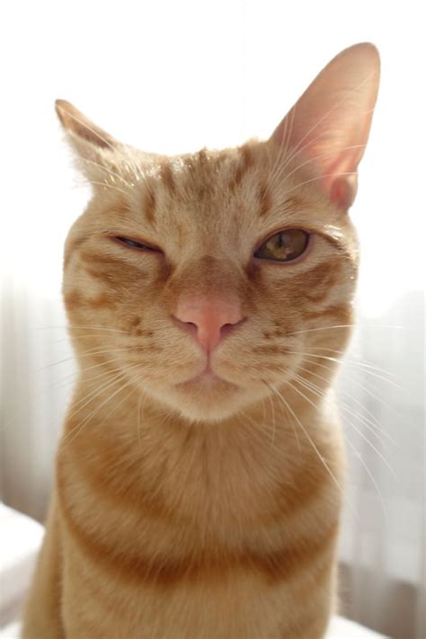 79 Best Images About Winking Cats On Pinterest Cats Cat