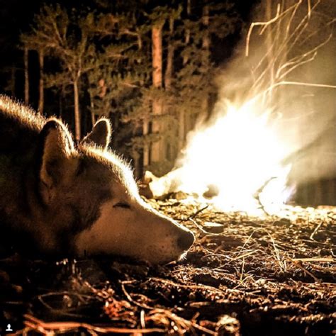 Meet Loki The Wolfdog That Goes On An Epic Adventure With His Human