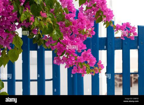 Pink Bougainvillea Flowers And Blue Gate Santorini Greece Stock Photo