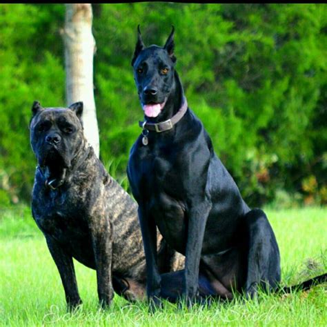 We did not find results for: Cane Corso, CRIXUS & DoberDane, NYX | Dog breeds ...
