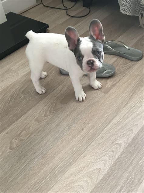 Stunning French Bulldogs | For Sale Now | Bootle, UK | PetDeals.co.uk