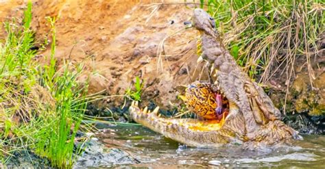 Jaws Of Steel Witness The Strength Of A Crocodile As It Devours A Tiny Tortoise In A Single