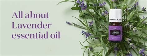 All About Lavender Essential Oil Abundance In Simplicity