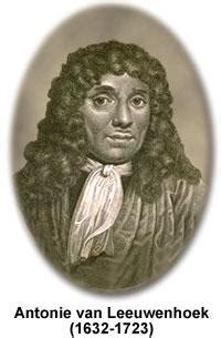 Van leeuwenhoek was born 1632 in delft 384. Anton Van Leeuwenhoek. | Sutori