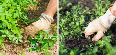 How To Clear A Vegetable Garden Full Of Weeds 4 Easy Guide