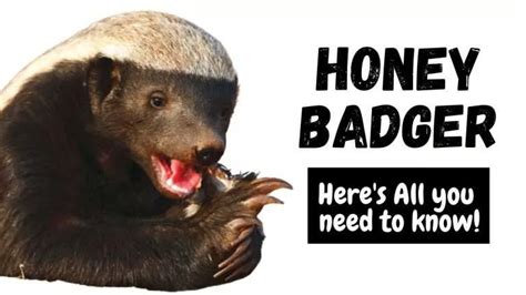 Honey Badger What Is How So Powerful Secret Weakness Temperament