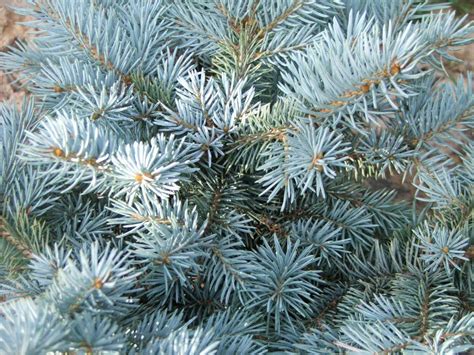 Picea Pungens Blue Spruce Colorado Spruce North Carolina Extension