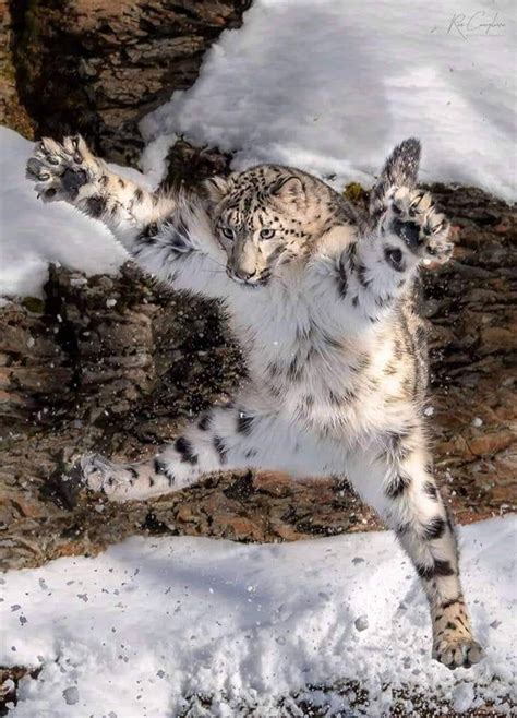 Behold The Majestic Snow Leopard Snow Leopard Funny Animals Funny