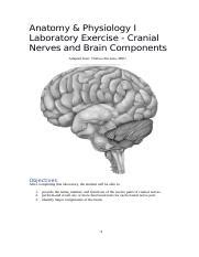 Biol Open Lab Cranial Nerves Docx Anatomy Physiology I