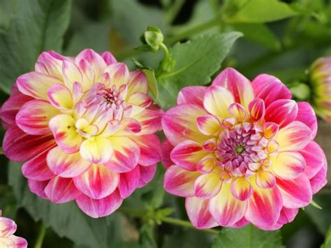 Rose likes flowers are just one of the most prominent flowers in the entire globe. Top 10 Flowers That Look Like Roses - #01 - Dahlia - HD ...