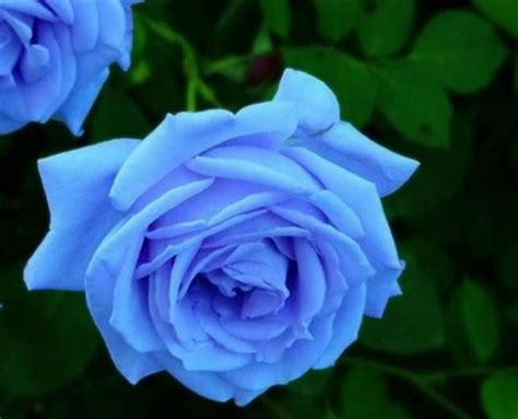 Save 20% with code unsplash20. Pretty Blue Rose - Blue Flowers Wallpapers and Images ...