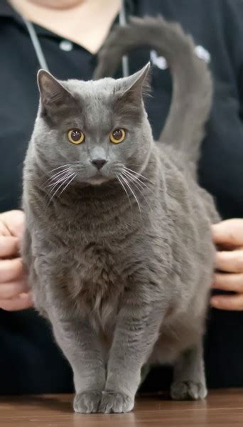 Chartreux Cat Breed Profile Metaphorical Platypus