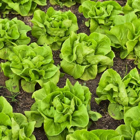 Buttercrunch Butterhead Lettuce Lactuca Sativa Myseedsco