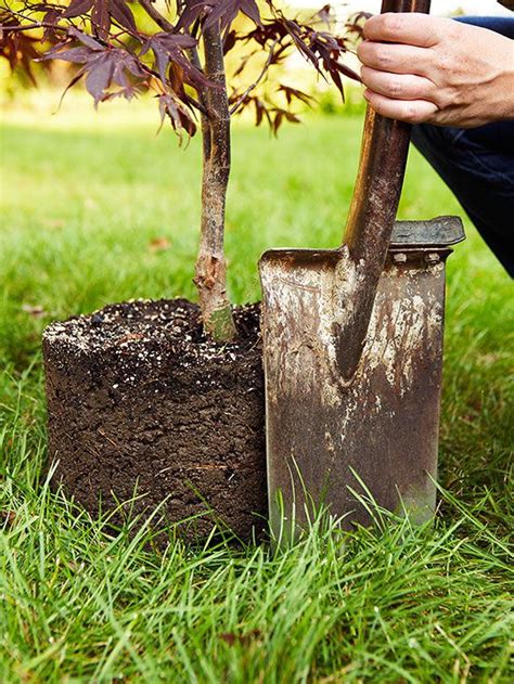 Transplanting A Tree Better Homes And Gardens