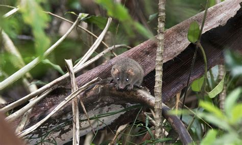 Bramble Cay Melomys Are First Mammal To Go Extinct From Climate Change