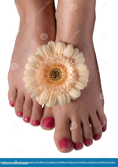 Female Feet With Flowers On White Background Stock Image Image Of