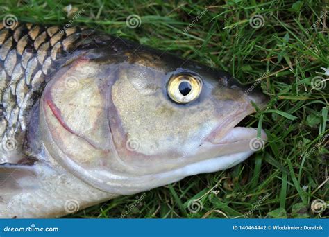 Close Ups On The Head Of A Huge Chub Caught In A River Fishing Prey