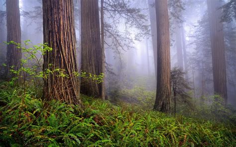 Redwood Forest Wallpaper 61 Pictures