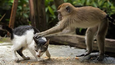 Monkeys Playing With Cats Funny Videos Of Animal