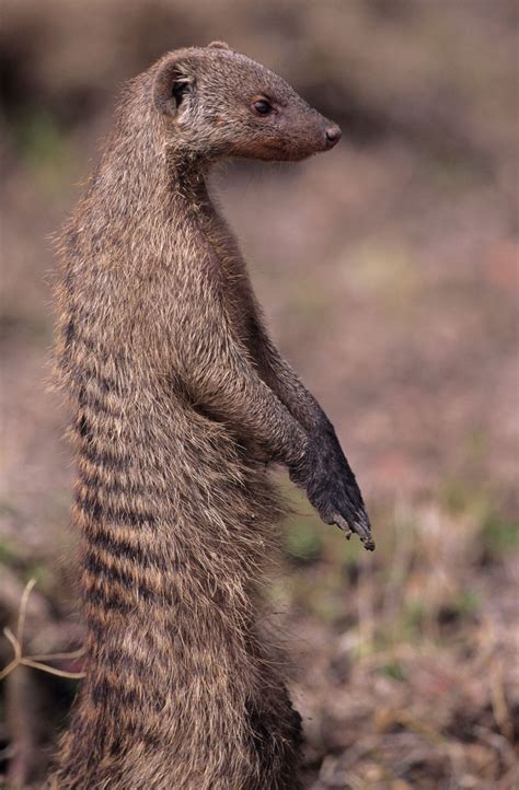 A Guide To The History Of Mongooses