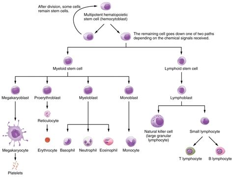 Types Of White Blood Cells Histology Rwanda 24