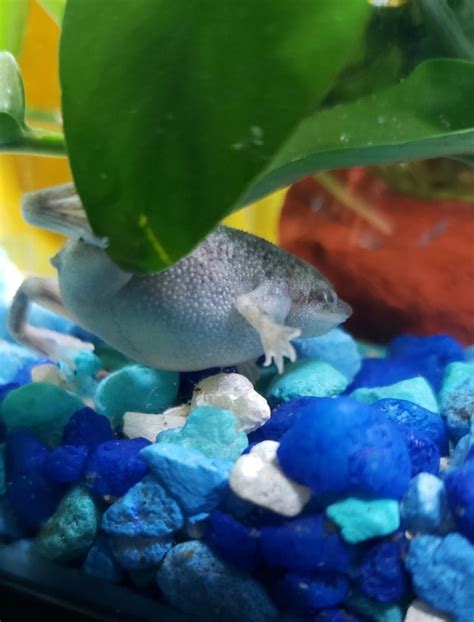 African Clawed Frog Bloat Causes And Treatment
