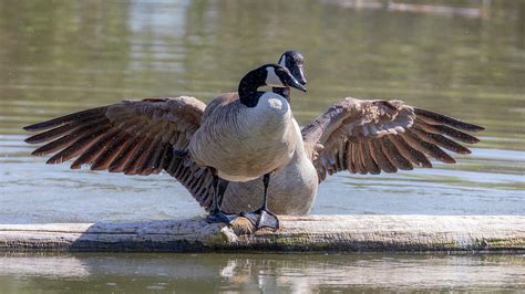 goose hugs canada goose mating behavior photograph by susan rissi tregoning fine art america