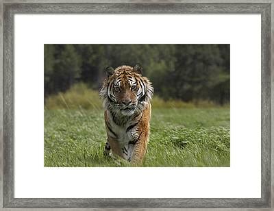 Siberian Tiger Walking Endangered Photograph By Tim Fitzharris