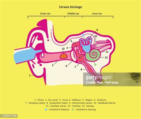 Eustachian Tube Photos And Premium High Res Pictures Getty Images