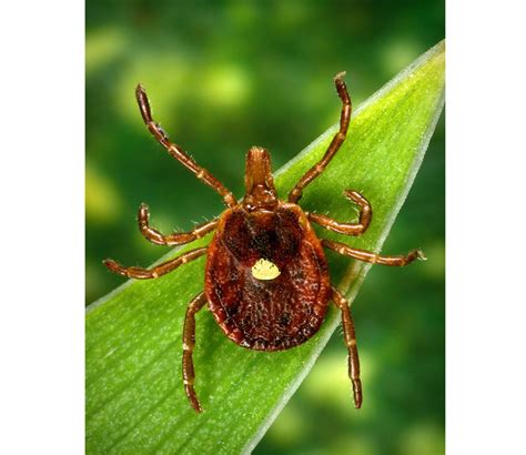 Lone Star Tick Bite Causes Red Meat Allergy Alpha Gel Allergy Mens