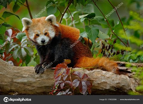 Pictures Panda Bears In Natural Habitat Red Panda Lying Tree Green